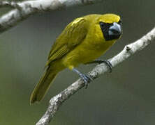 Yellow-green Grosbeak