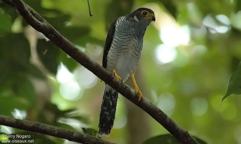 Barred Forest Falconadult, identification