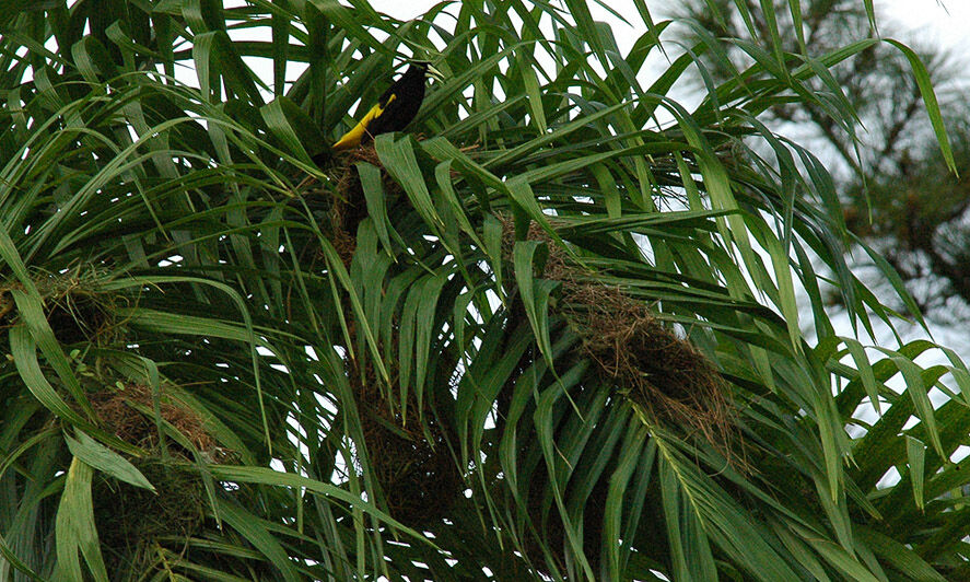 Yellow-rumped Cacique