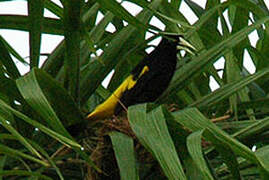 Yellow-rumped Cacique