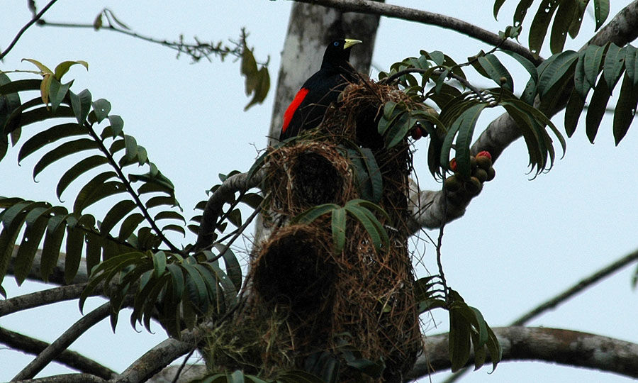 Red-rumped Cacique