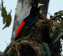 Red-rumped Cacique