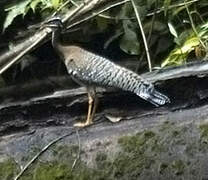 Sunbittern