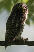 Asian Barred Owlet