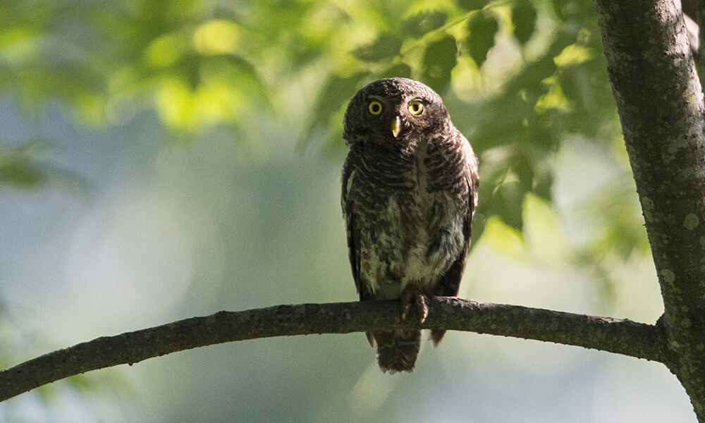 Asian Barred Owlet