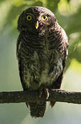 Asian Barred Owlet