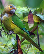 Brown-throated Parakeet