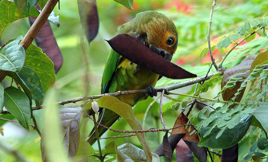 Brown-throated Parakeet