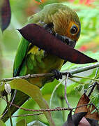 Brown-throated Parakeet