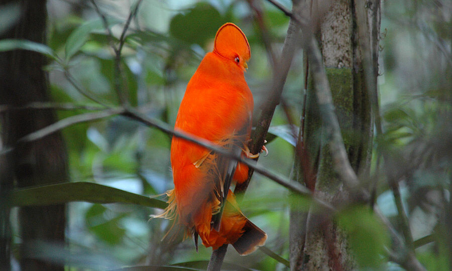 Coq-de-roche orange