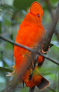 Guianan Cock-of-the-rock