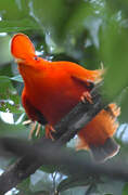 Guianan Cock-of-the-rock