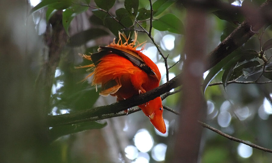 Guianan Cock-of-the-rock male adult