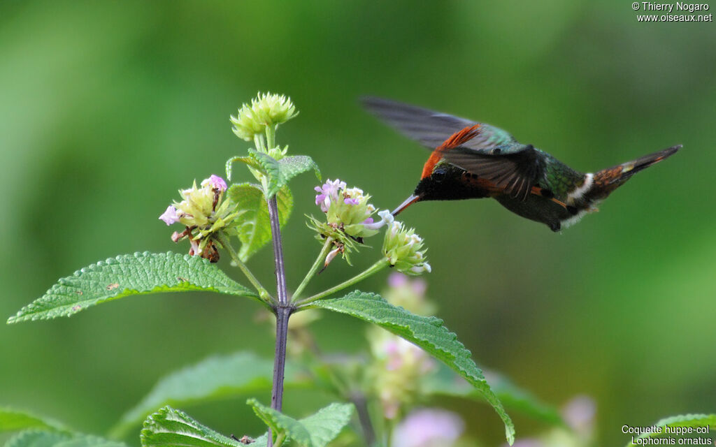 Tufted Coquette male adult