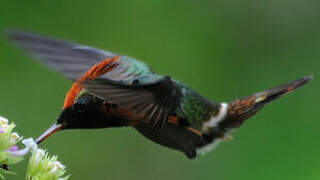 Tufted Coquette