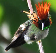 Tufted Coquette