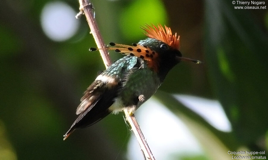 Tufted Coquette male adult