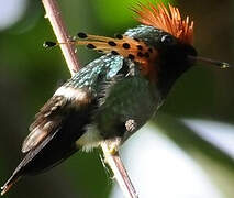 Tufted Coquette