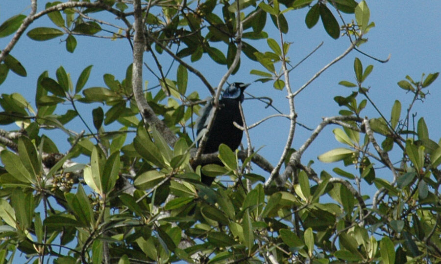 Bare-necked Fruitcrow