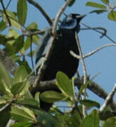 Bare-necked Fruitcrow