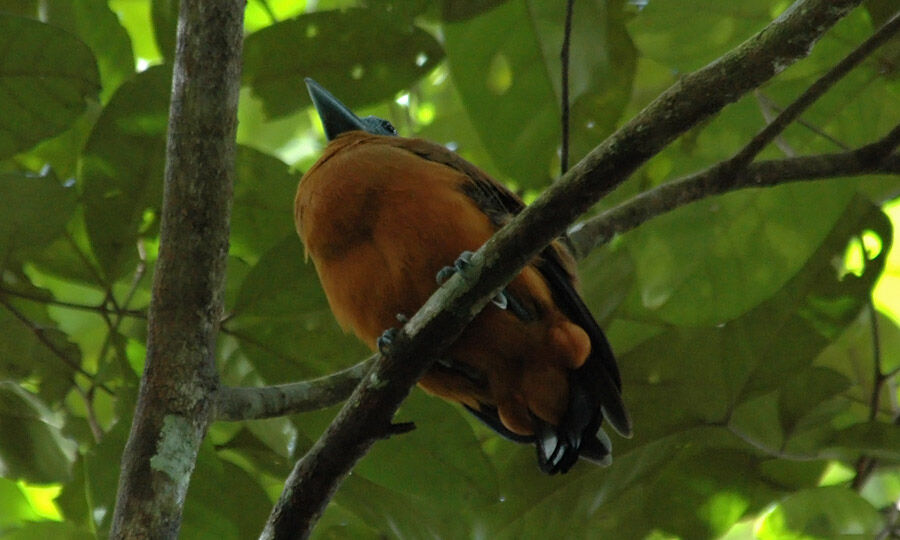 Capuchinbird