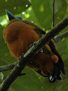 Capuchinbird