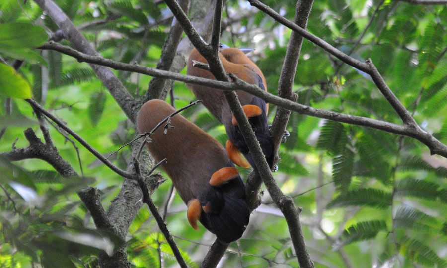 Capuchinbird