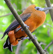 Capuchinbird