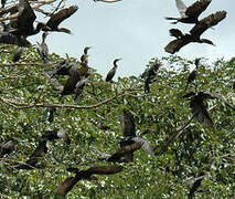 Neotropic Cormorant