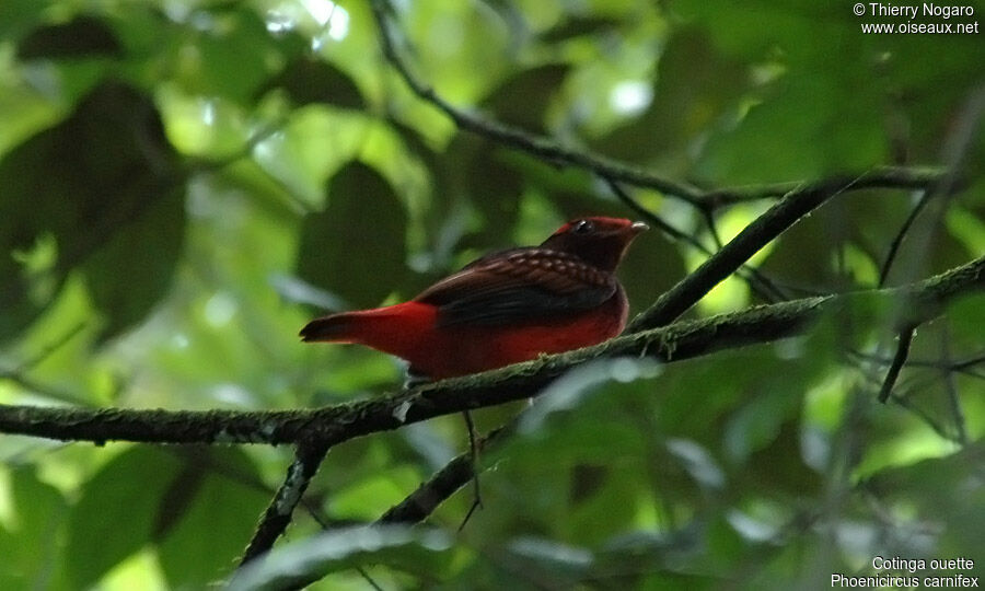 Guianan Red Cotinga