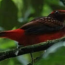 Cotinga ouette