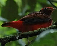 Cotinga ouette