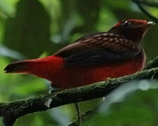 Guianan Red Cotinga