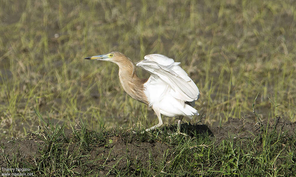 Indian Pond Heronadult breeding, pigmentation