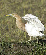 Indian Pond Heron