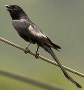 Black Drongo