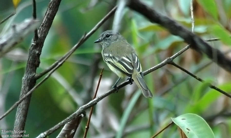 Forest Elaeniaadult