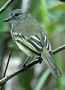 Forest Elaenia