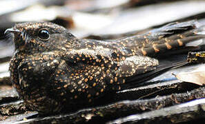 Blackish Nightjar