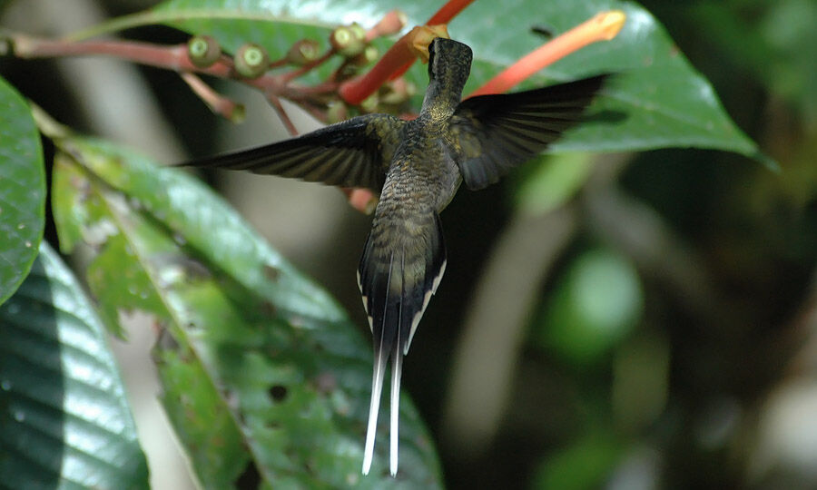 Long-tailed Hermit