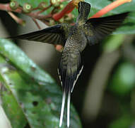 Long-tailed Hermit