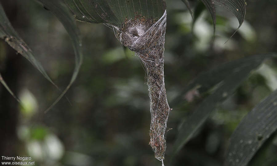 Long-tailed Hermit, Reproduction-nesting