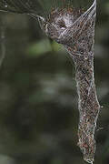 Long-tailed Hermit