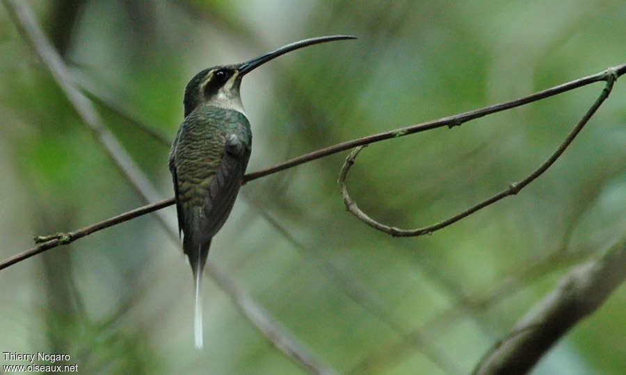 Great-billed Hermit male adult, habitat, pigmentation