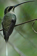 Great-billed Hermit