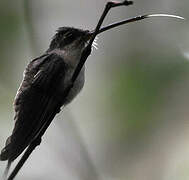 Straight-billed Hermit