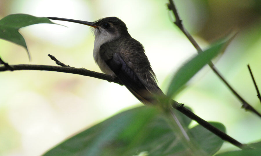 Straight-billed Hermit