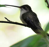 Straight-billed Hermit