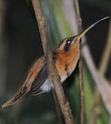 Reddish Hermit