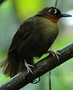 Rufous-throated Antbird